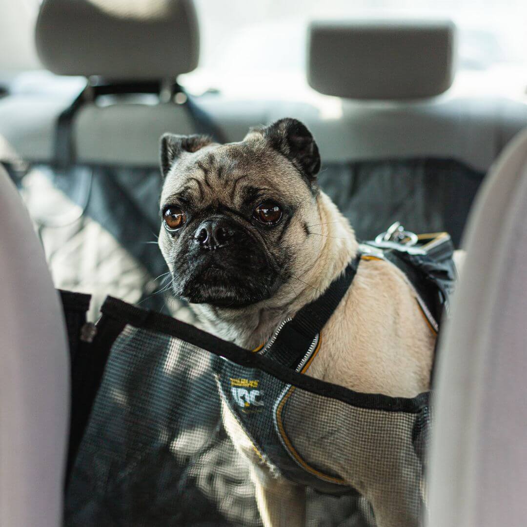 FluffyFriendShop™ - Car Seat Cover for Dogs